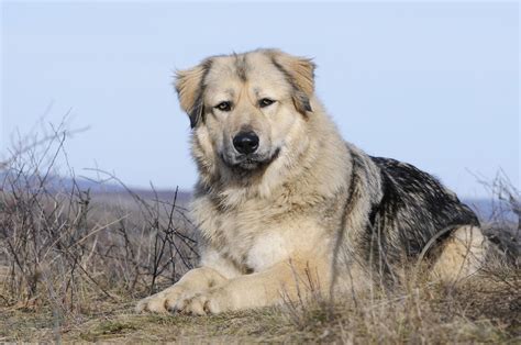 caucasian dog for sale|Caucasian Shepherd Dog Breed Info .